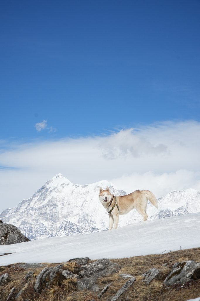 Simba mount trishul