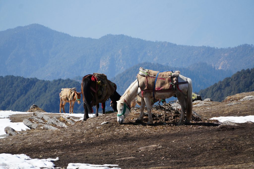 mules